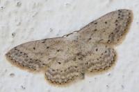 Idaea seriata