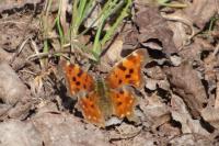 Polygonia c-album