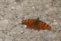 Polygonia c-album