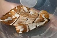 Endromis versicolora