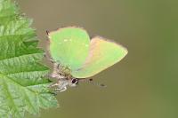Callophrys rubi