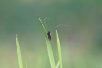Adela reaumurella