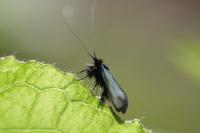 Adela reaumurella