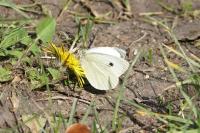 Pieris brassicae