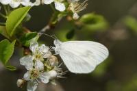 Leptidea sinapis