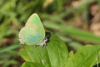 Callophrys rubi