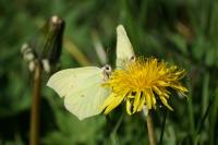 Gonepteryx rhamni
