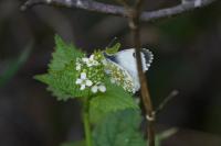 Anthocharis cardamines