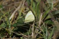 Pieris brassicae