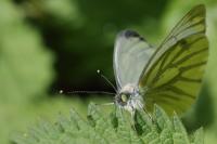 Pieris napi