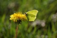 Gonepteryx rhamni