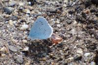 Celastrina argiolus