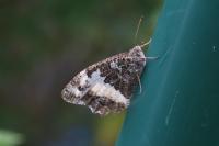 Brintesia circe