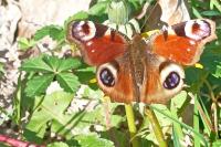 Aglais io