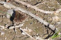Erynnis tages