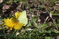 Gonepteryx rhamni