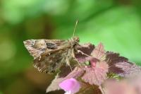 Carcharodus alceae