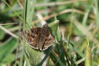 Erynnis tages