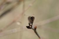 Erynnis tages