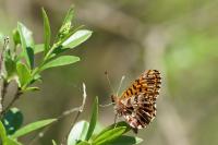Boloria dia