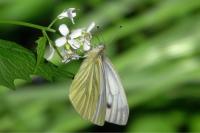 Pieris napi