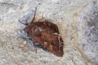 Lacanobia oleracea