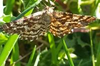Ematurga atomaria