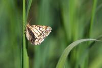 Chiasmia clathrata