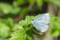 Celastrina argiolus