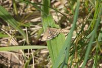 Pyrausta despicata