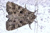 Hadena bicruris