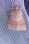 Orthosia miniosa