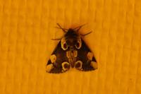 Thyatira batis