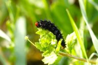 Melitaea cinxia
