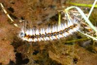 Eriogaster catax