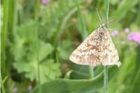 Ematurga atomaria
