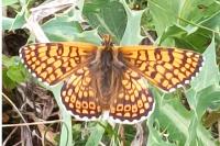 Melitaea cinxia
