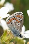 Aricia agestis