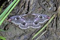 Saturnia pavonia