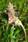 Erynnis tages