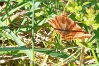 Euclidia glyphica