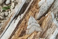 Aplocera