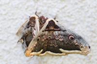 Saturnia pyri