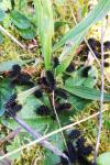 Melitaea cinxia