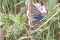 Aricia agestis