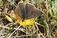 Lycaena tityrus