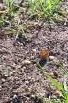 Lycaena phlaeas