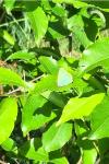 Callophrys rubi