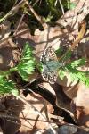 Pyrgus malvae
