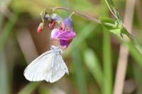 Leptidea sinapis